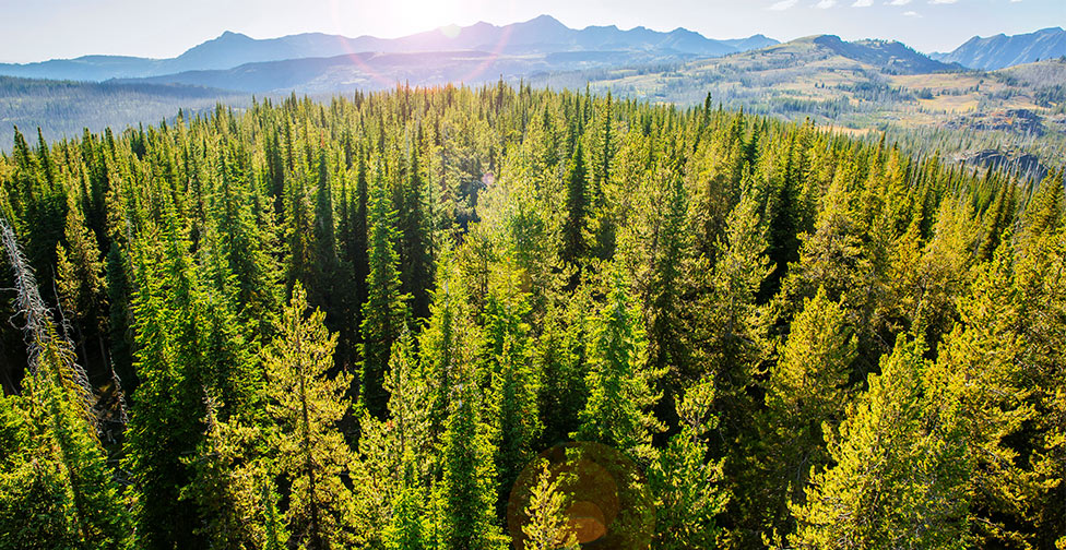 Environment Aerial view of an evergreen forest with mountains in the background