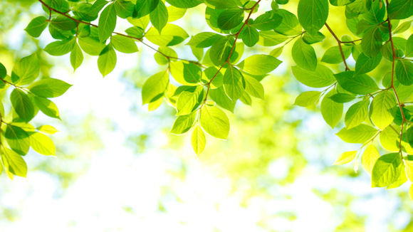 sun shining through green leaves