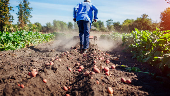 farmer on potato farming field