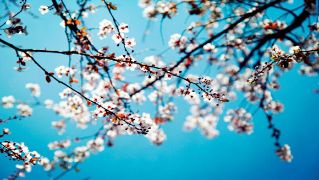 spring_flowers_blue_sky.jpg